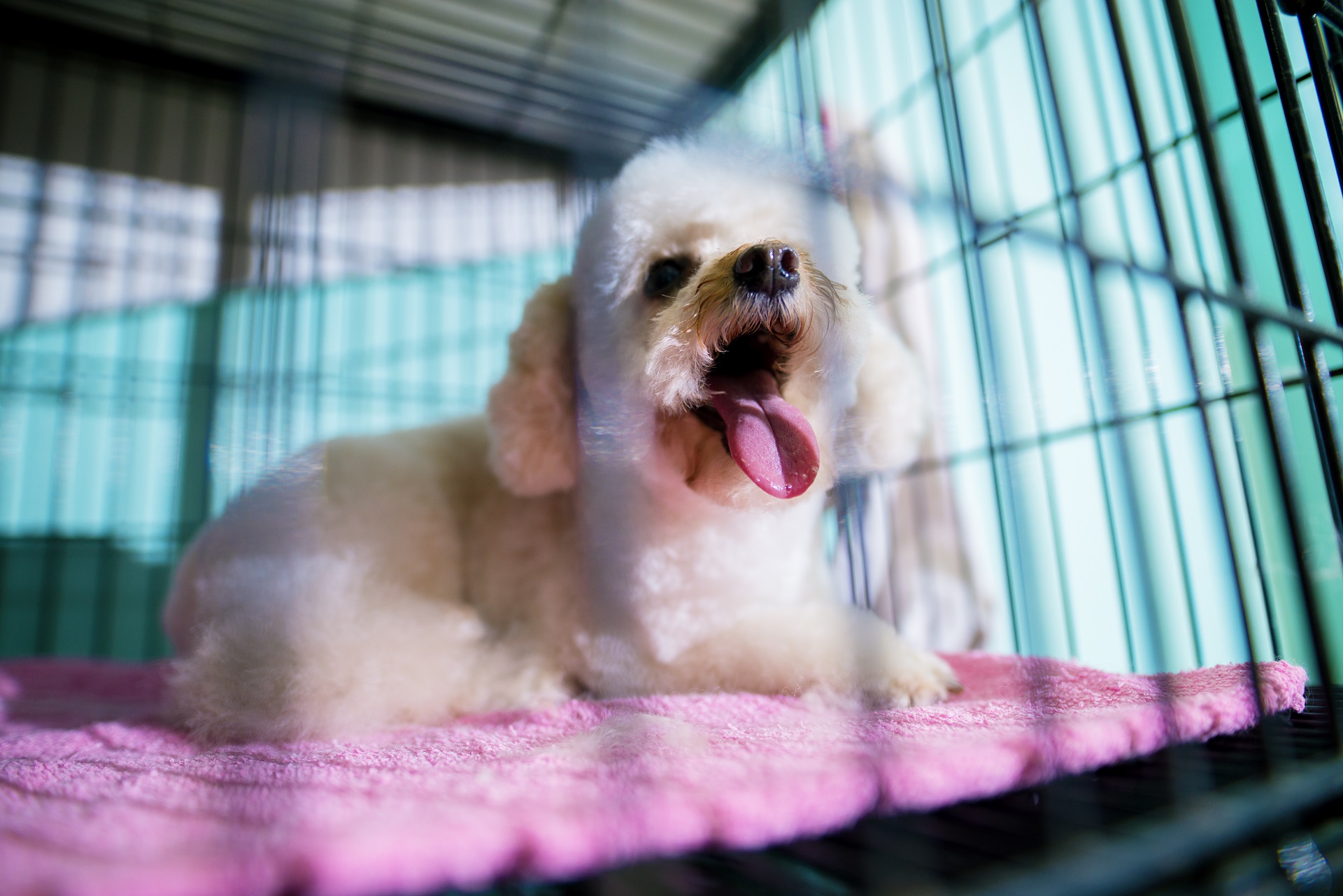 young white gorgeous little dog yawning while laying inside black cage with pink blanket 1