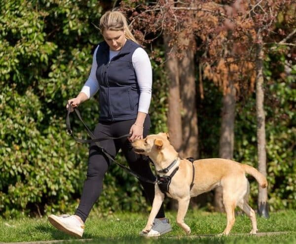 Halti No Pull Harness Size M Dog Walking Labrador Sideways On Header Gallery 694x572