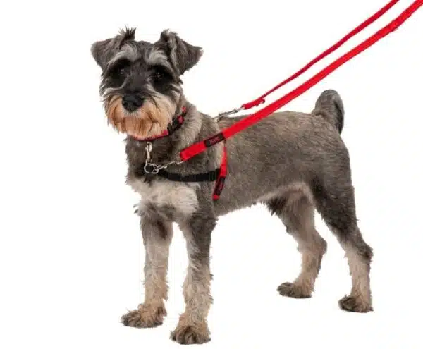 Halti Training Lead Small Red On Dog White Background Header Gallery 694x572