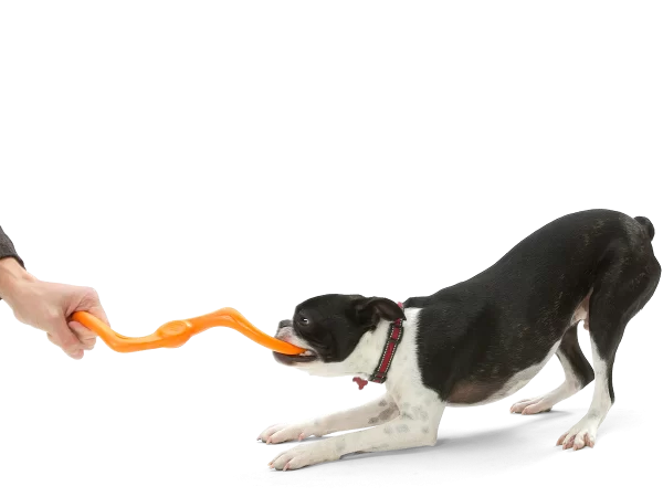 BUMI TANGERINE DOG TUG O WAR